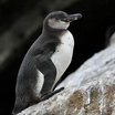 Galapagos Penguin